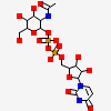 Uridine-Diphosphate-N-Acetylglucosamine