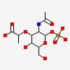 2-(Acetylamino)-3-O-[(1r)-1-Carboxyethyl]-2-Deoxy-1-O-Phosphono-Alpha-D-Glucopyranose
