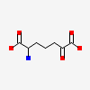 2-AMINO-6-OXOPIMELIC ACID