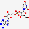 URIDYLYL-2'-5'-PHOSPHO-ADENOSINE