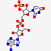 Adenylyl-3'-5'-Phospho-Uridine-3'-Monophosphate